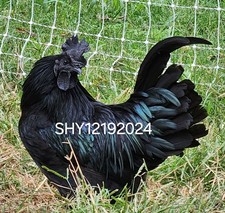 Rare ayam cemani d'occasion  Expédié en Belgium