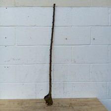 Blackthorn shank walking for sale  WELLINGBOROUGH
