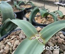 Welwitschia mirabilis seedss for sale  Shipping to United Kingdom