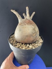Rare plante caudex d'occasion  Aire-sur-l'Adour