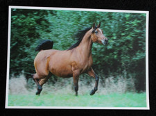 Postkarte merana araber gebraucht kaufen  Limburg a. d. Lahn