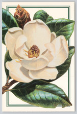 Postcard southern magnolia for sale  Troy