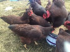 Rhode island red for sale  SALTBURN-BY-THE-SEA