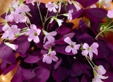 Oxalis triangularis mini for sale  LONDON