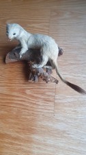 Hermelin tierpräparat präpar gebraucht kaufen  Reichertshofen