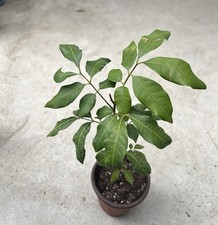 Longan tree dimocarpus for sale  El Monte