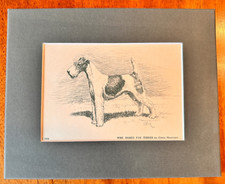 Wire hair fox for sale  West Linn