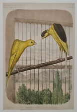 Belgian canaries hunchbacked d'occasion  Expédié en Belgium