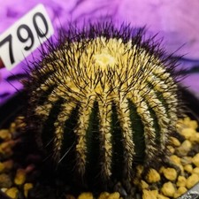 0417 uebelmannia astrophytum usato  Spedire a Italy