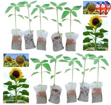 Sunflower plug plants for sale  HUDDERSFIELD