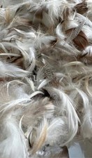 Loose feather filling for sale  Panama City