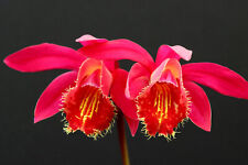 pleione for sale  KENDAL