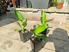 Strelitzia reginae bird usato  Imperia
