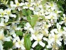 Clematis montana wilsonii for sale  TYWYN