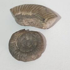 Jurassic ammonite fossils for sale  LINCOLN