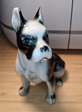 boston terrier for sale  NEWTOWNARDS