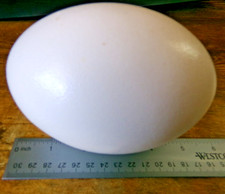 Blown ostrich egg for sale  Wellington