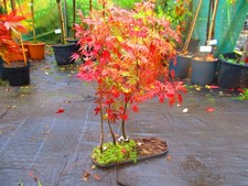 30inch inc. pot for sale 30inch inc. pot for sale  OXFORD