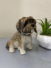 Brown shih tzu for sale  LONDON