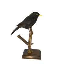 Taxidermy blackbird log for sale  DARLINGTON