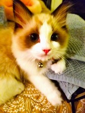 australian mix shepherd for sale australian mix shepherd for sale Shepherdsville