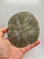 Giant perfect round for sale  Sparta