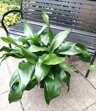 Huge aspidistra cast for sale  SHEFFIELD