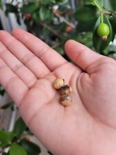 Australian beach cherry for sale  Opa Locka