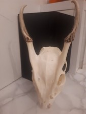 Deer skull gothic for sale  LEIGH-ON-SEA