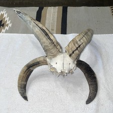 Beautiful horn ram for sale  Osceola