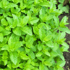 Organic green mint for sale  MANCHESTER