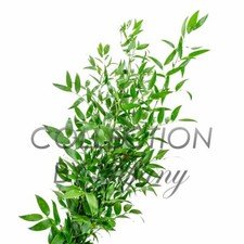 Fresh ruscus italian for sale  San Jose