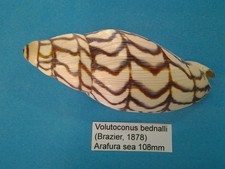Volutoconus bednalli coquillag d'occasion  Conty