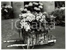 serre legno usato  Milano