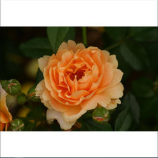 Last rose plant for sale  USA