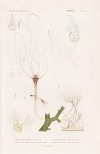 Hidra Fusca Pólipo De Agua Dulce Corales Grabado Acuñación Cuvier 1849 comprar usado  Enviando para Brazil
