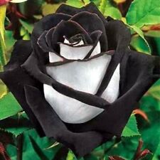 Black white rose for sale  LONDON