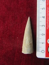 Fossilien belemnit clapier gebraucht kaufen  Biebertal