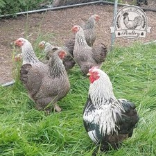 Pencil bantam brahma for sale  SPILSBY