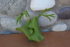 Rare platycerium ridleyi for sale  Roseburg