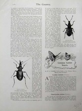 Old antique print for sale  UK