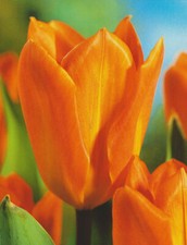 100 tulpenzwiebeln range gebraucht kaufen 100 tulpenzwiebeln range gebraucht kaufen  Petersberg, Wettin-Löbejün