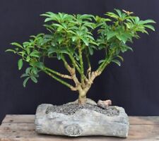 Bonsai tree hawaiian for sale  Patchogue