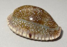 Meeresschnecke cypraea erosa gebraucht kaufen  Illertissen