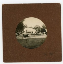 Photo animaux ferme d'occasion  Avignon
