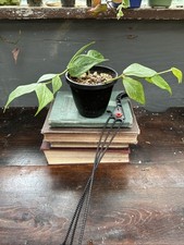 Hoya polyneura hanging for sale  Centralia