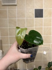small house plants for sale small house plants for sale WHITEHAVEN
