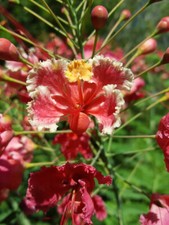Caesalpinia pulcherrima rosa usato  Spedire a Italy