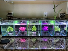 Betta fish tank for sale  Las Vegas