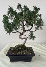 Bonsai ginepro juniperus usato  Trescore Balneario